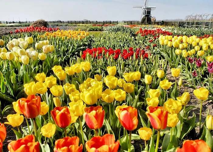 Üdülőpark Stern Comfort-1 By Interhome 3*